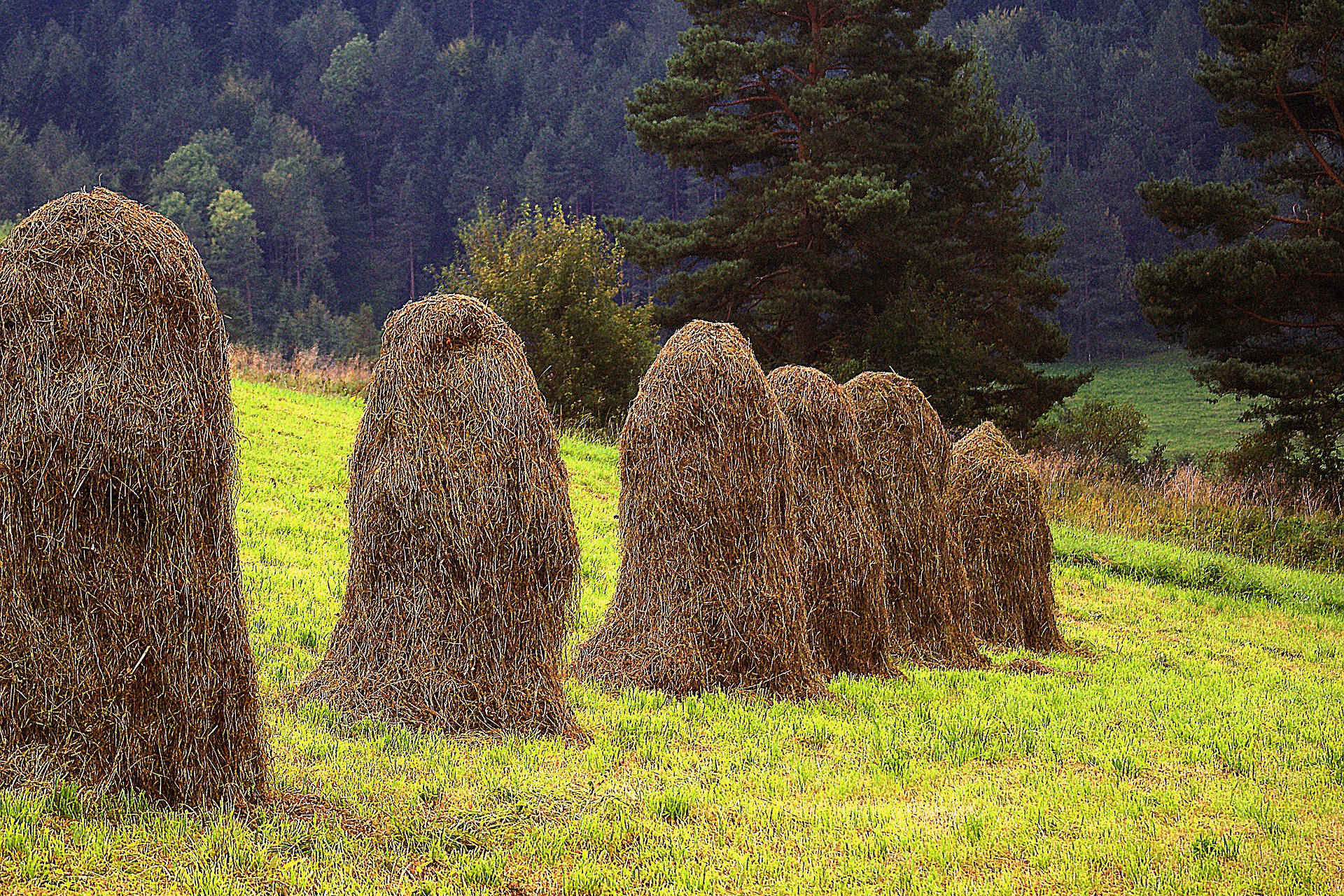 Heinäseiväs